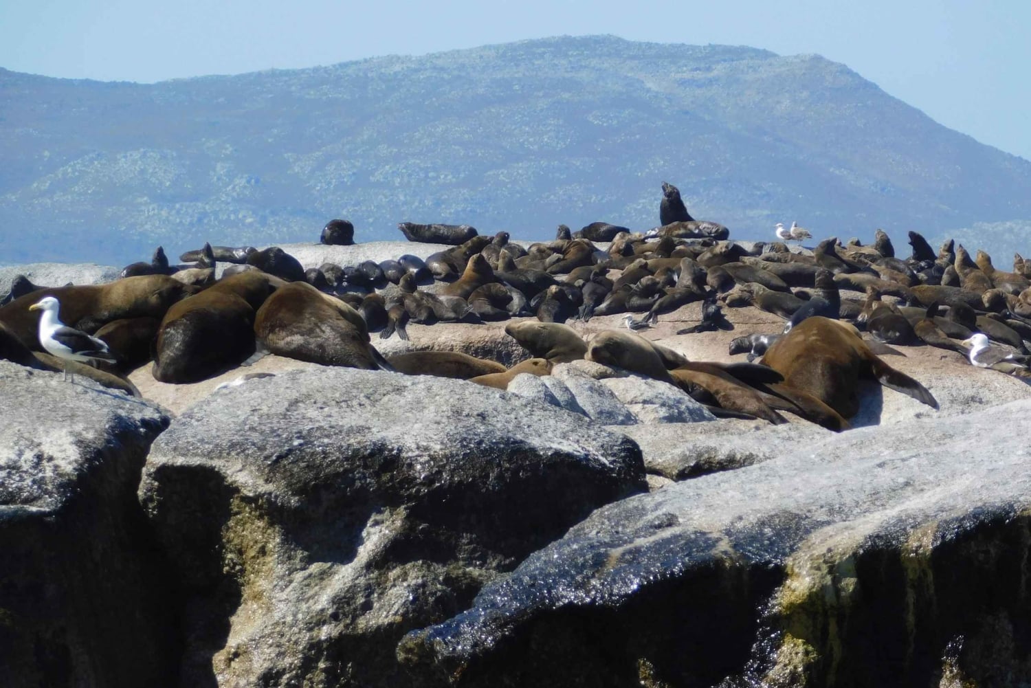 Kapstadt: Private Tour zum Kap der Guten Hoffnung und zur Kaphalbinsel