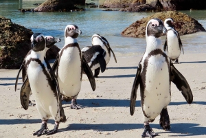 Cidade do Cabo: Excursão particular personalizada de um dia