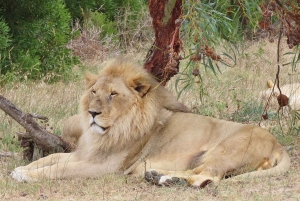 Cidade do Cabo: Excursão particular personalizada de um dia