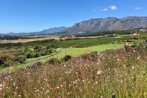 Cidade do Cabo: Excursão particular personalizada de um dia