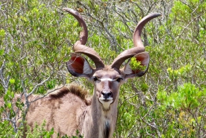 Cidade do Cabo: Excursão particular personalizada de um dia