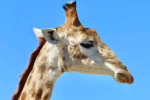 Cidade do Cabo: Excursão particular personalizada de um dia