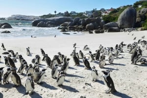 Ciudad del Cabo: Excursión privada de un día por el Cabo de Buena Esperanza