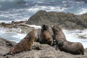 Cape Town: Private Full-Day Cape of Good Hope Tour