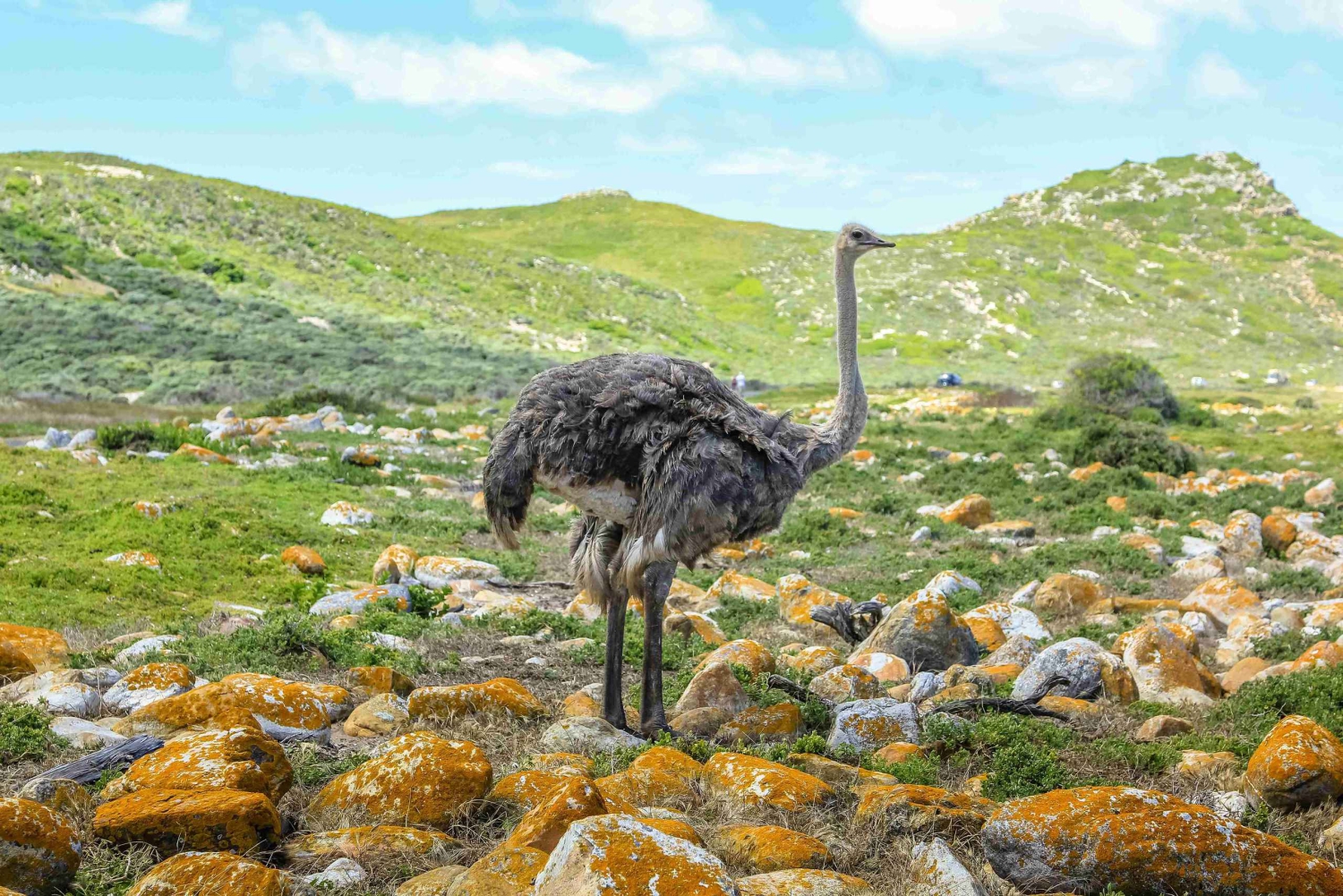 Кейптаун: Частная полнодневная экскурсия в Кейп-Пойнт с пингвинами