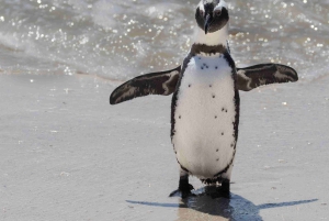 Кейптаун: Частная полнодневная экскурсия в Кейп-Пойнт с пингвинами