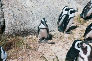 Kapstadt: Private Ganztagestour zum Cape Point mit Pinguinen