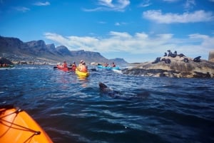 Cape Town: Private Guided Kayak Tour
