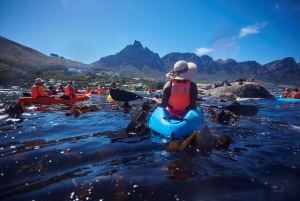 Cape Town: Private Guided Kayak Tour