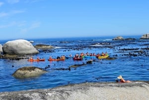 Cape Town: Private Guided Kayak Tour