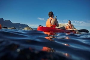 Cape Town: Private Guided Kayak Tour