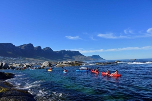 Cape Town: Private Guided Kayak Tour