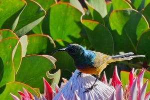 Cape Town: Private Lion's Head Sunrise & Sunset Guided Hike