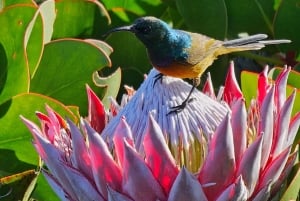 Cape Town: Private Lion's Head Sunrise & Sunset Guided Hike