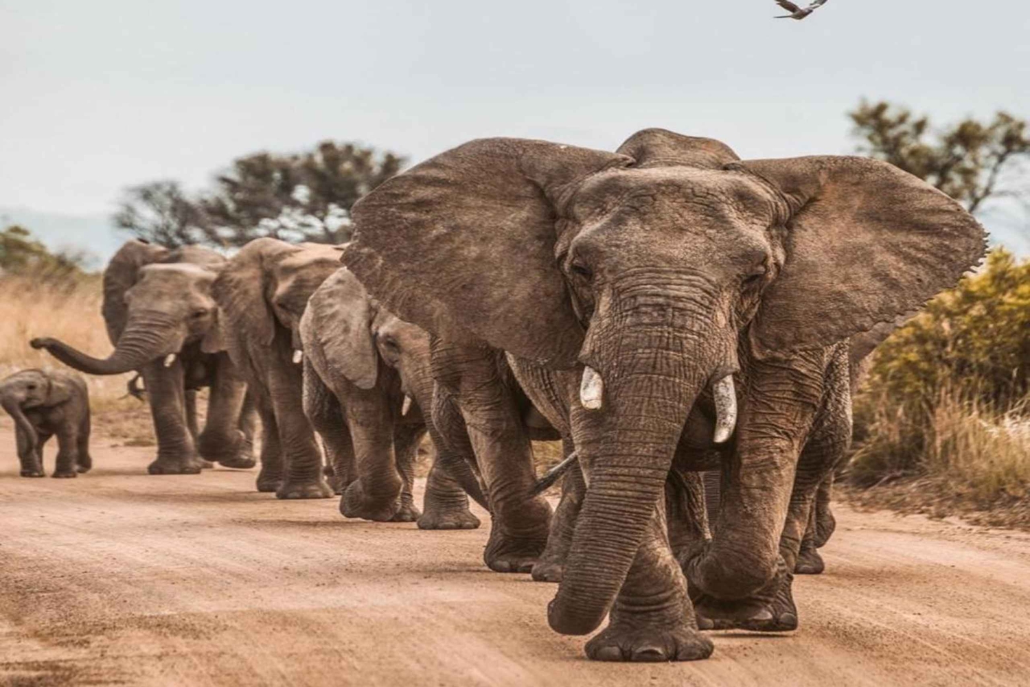 ケープタウン：アクイラ・ゲーム・リザーブでのプライベート・サファリ・ドライブ