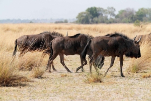 KAPKAUPUNKI: YKSITYINEN SAFARIAJELU AQUILAN RIISTANSUOJELUALUEELLA