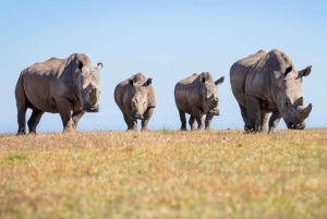 ケープタウン：アクイラ・ゲーム・リザーブでのプライベート・サファリ・ドライブ