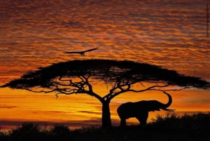 ケープタウン：アクイラ・ゲーム・リザーブでのプライベート・サファリ・ドライブ