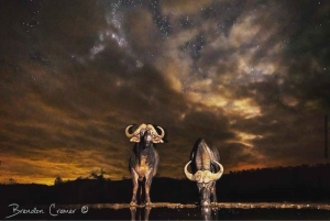 ケープタウン：アクイラ・ゲーム・リザーブでのプライベート・サファリ・ドライブ