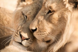 ケープタウン：アクイラ・ゲーム・リザーブでのプライベート・サファリ・ドライブ