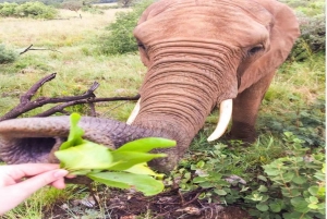 ケープタウン：アクイラ・ゲーム・リザーブでのプライベート・サファリ・ドライブ