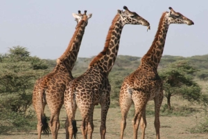 ケープタウン：アクイラ・ゲーム・リザーブでのプライベート・サファリ・ドライブ