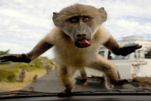 ケープタウン：アクイラ・ゲーム・リザーブでのプライベート・サファリ・ドライブ