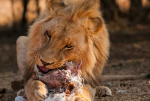 ケープタウン：アクイラ・ゲーム・リザーブでのプライベート・サファリ・ドライブ