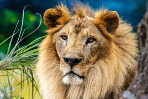 ケープタウン：アクイラ・ゲーム・リザーブでのプライベート・サファリ・ドライブ