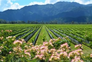 Kapsztad: prywatna wycieczka po winiarniach Stellenbosch i Franschhoek