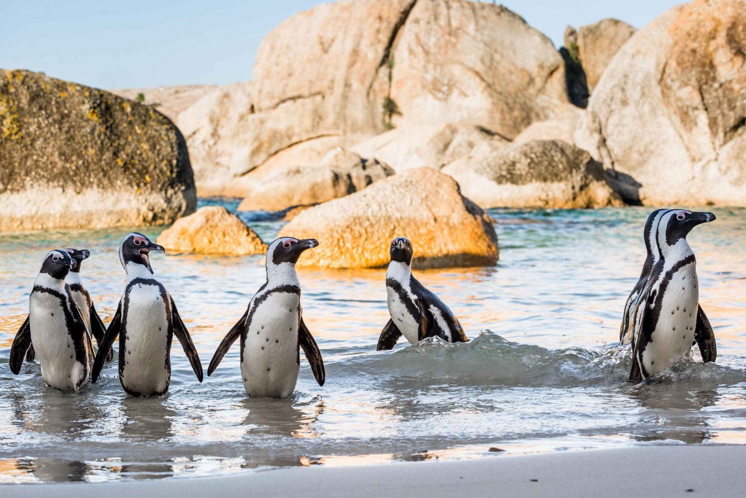 ケープタウン プライベート ツアー : 喜望峰とペンギン