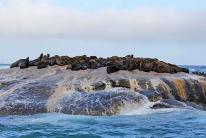 Cape Town Private Tour zum Kap der Guten Hoffnung und zu den Pinguinen