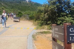 Tour privado por la península del Cabo