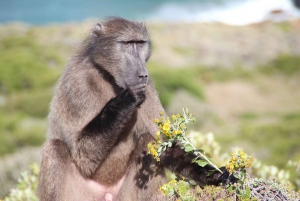 Cape Town: Privat tur til Cape Peninsula og Winelands