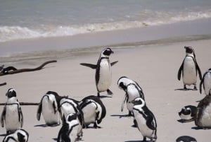 Cape Town: Privat tur til Cape Peninsula og Winelands