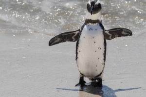 Cape Town: Privat tur til Cape Peninsula og Winelands