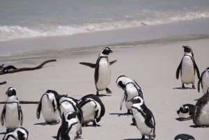 Città del Capo: Tour privato della Penisola del Capo e delle Terre del Vino