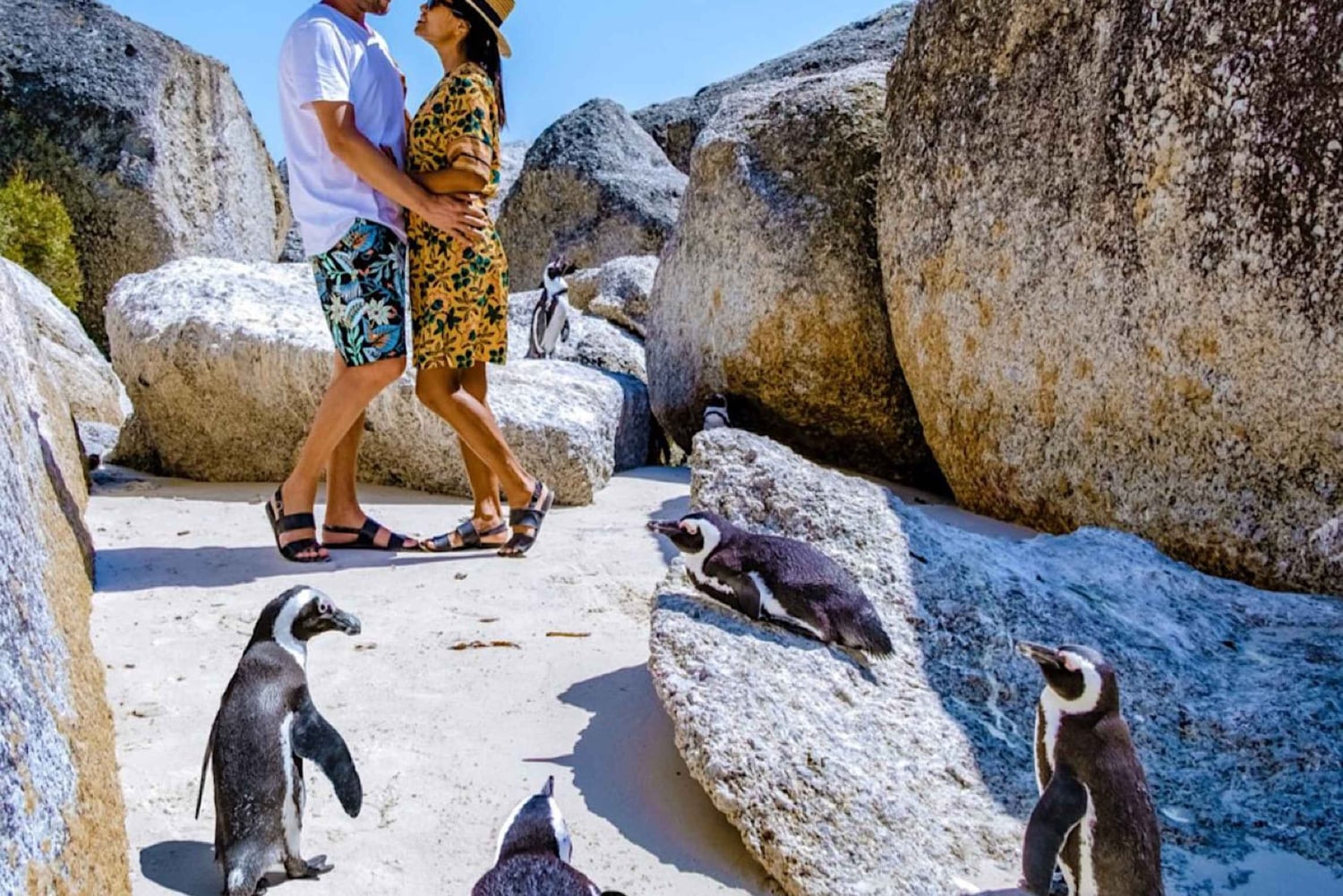 Kapkaupunki Yksityinen retki Hyvän toivon niemelle ja pingviineille