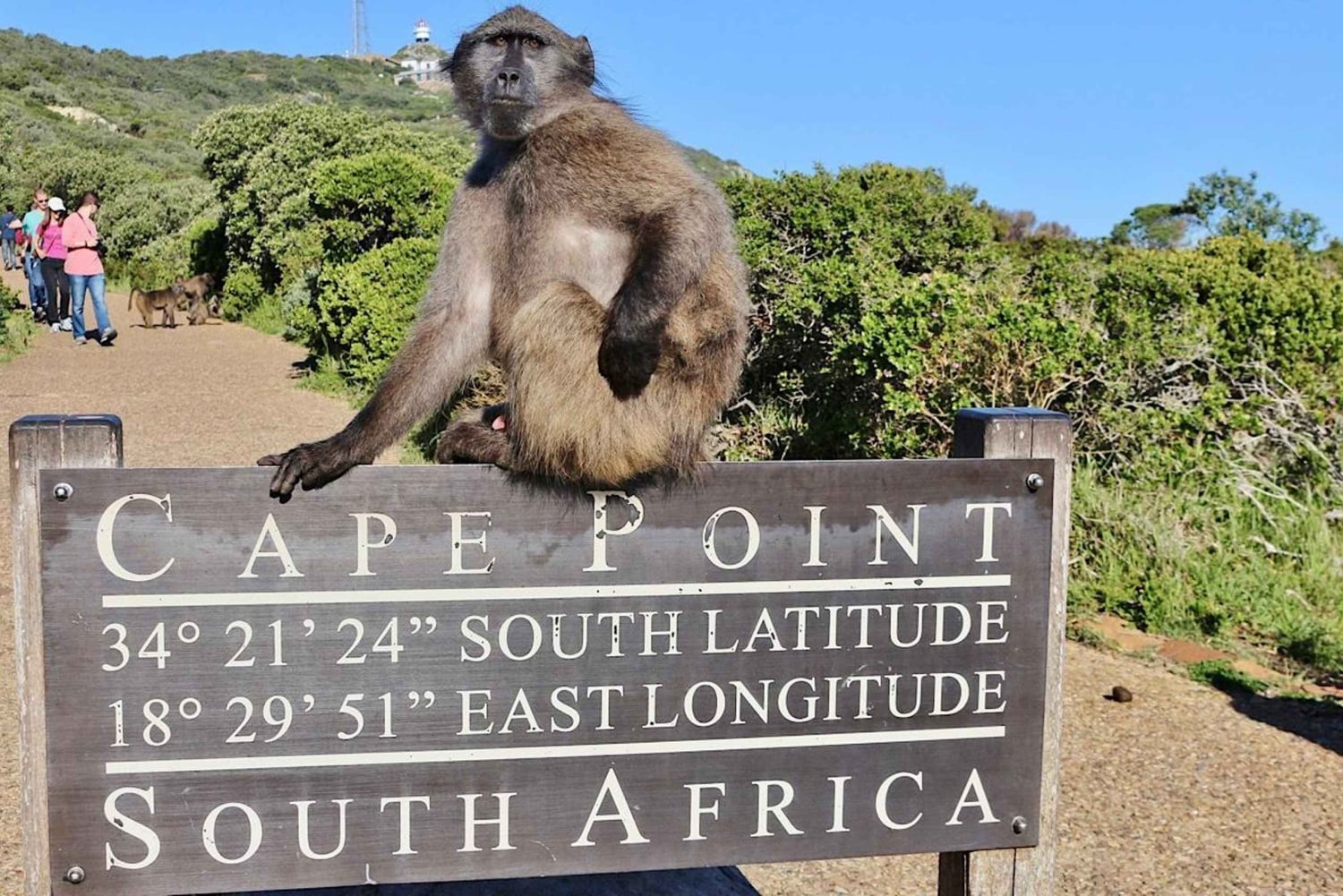 Kapkaupunki Yksityinen retki Hyvän toivon niemelle ja pingviineille