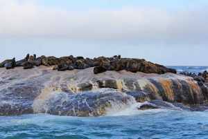 Cape Town Private Tour zum Kap der Guten Hoffnung und zu den Pinguinen