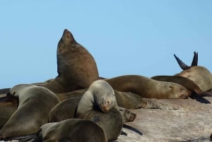 Kapkaupunki Yksityinen retki Hyvän toivon niemelle ja pingviineille