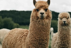 Cidade do Cabo: tour particular com itinerário personalizável