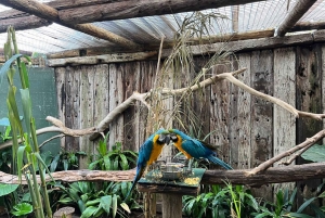 Tour privado del Mundo de las Aves de Ciudad del Cabo con más de 3000 aves.