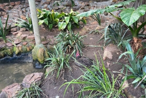 Tour privado del Mundo de las Aves de Ciudad del Cabo con más de 3000 aves.