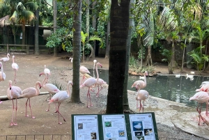 Tour privado del Mundo de las Aves de Ciudad del Cabo con más de 3000 aves.