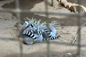 Tour privado del Mundo de las Aves de Ciudad del Cabo con más de 3000 aves.