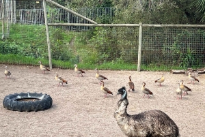 Tour privado del Mundo de las Aves de Ciudad del Cabo con más de 3000 aves.