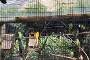 Tour privado del Mundo de las Aves de Ciudad del Cabo con más de 3000 aves.