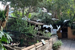 Tour privado del Mundo de las Aves de Ciudad del Cabo con más de 3000 aves.