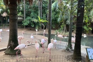 Tour privado del Mundo de las Aves de Ciudad del Cabo con más de 3000 aves.